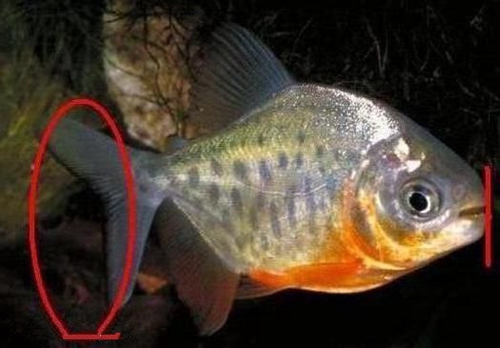 怎么区分淡水白鲳和水虎鱼_WWW.YUJUCEPING.COM