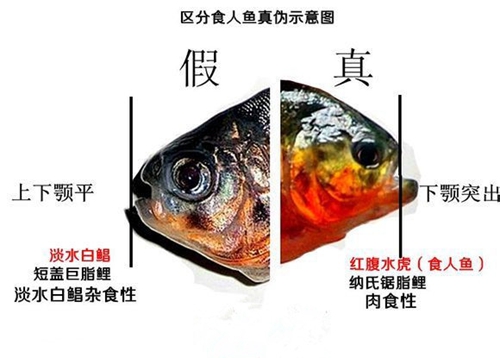 怎么区分淡水白鲳和水虎鱼_WWW.YUJUCEPING.COM