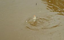 钓浑水和钓清水的饵料有什么不同