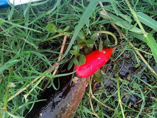 雷蛙钓法分享_WWW.YUJUCEPING.COM