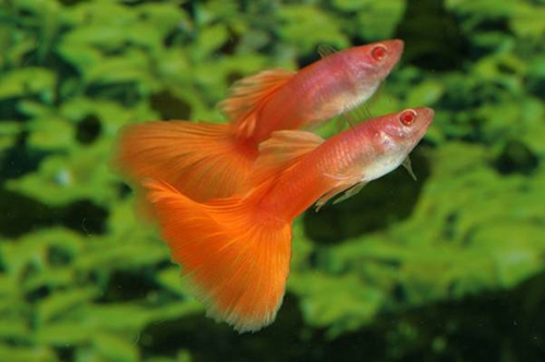 宠物鱼的种类图片_WWW.YUJUCEPING.COM