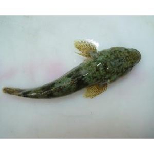 钓沙塘鳢常用钓法 钓沙塘鳢饵料_WWW.YUJUCEPING.COM