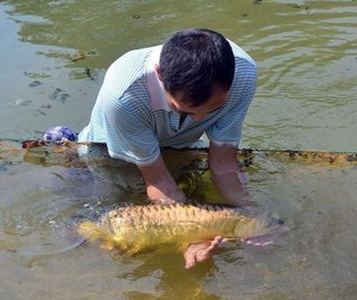 金龙鱼吃什么长得快_WWW.YUJUCEPING.COM