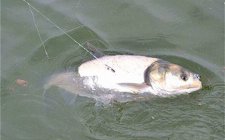 夏天水库浮钓鲢鳙技巧