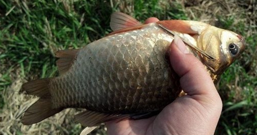 野塘钓大鲫鱼的经验_WWW.YUJUCEPING.COM