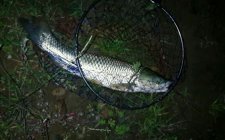 初秋水库夜钓草鱼怎么调漂好