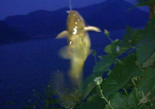 深潭海竿夜钓鲶鱼的技巧_WWW.YUJUCEPING.COM