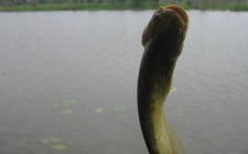 常见夏天鲶鱼的几种钓法