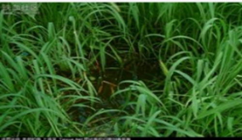 钓草鱼怎么做草窝_WWW.YUJUCEPING.COM