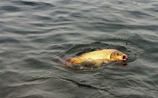 夏天肥水塘钓鲤鱼技巧