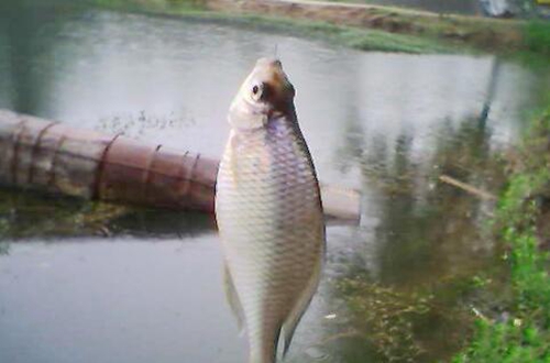 夏季钓鳊鱼的技巧_WWW.YUJUCEPING.COM
