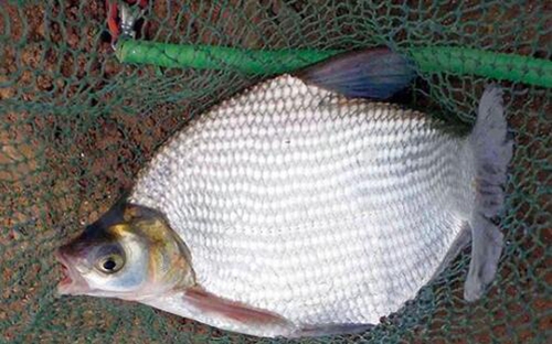 夏季钓鳊鱼的技巧_WWW.YUJUCEPING.COM