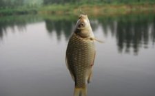 野钓鲤鱼防脱钩妙招
