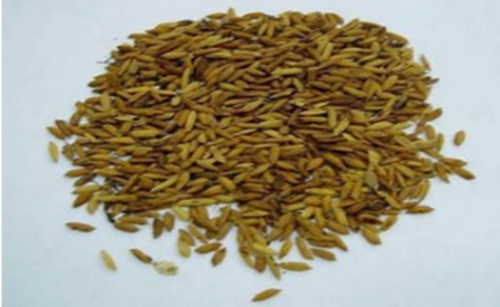 适合夏天钓鱼的自制饵料_WWW.YUJUCEPING.COM