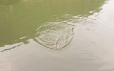 水质 水色对钓鱼的影响