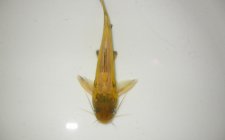 河流钓黄颡鱼选位