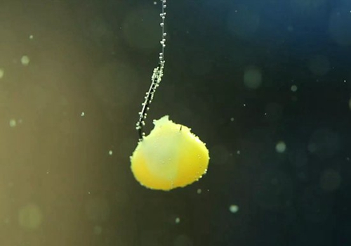水库野钓鲫鱼半水调漂技巧_WWW.YUJUCEPING.COM