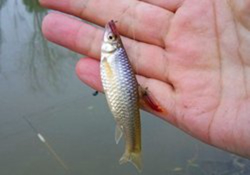 夏天野钓调漂技巧_WWW.YUJUCEPING.COM
