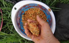 夏天钓鲫鱼的饵料秘方