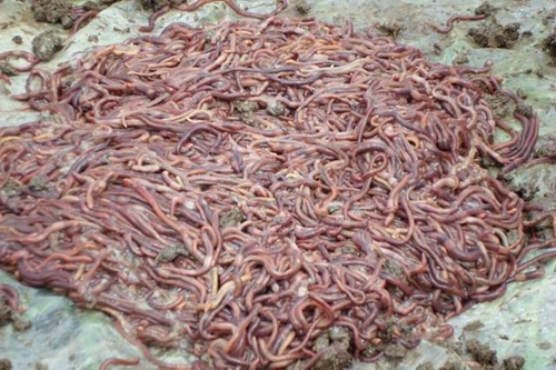夏天钓鲫鱼的饵料秘方_WWW.YUJUCEPING.COM