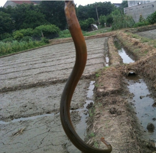 黄鳝洞穴怎么分辨 黄鳝的习性_WWW.YUJUCEPING.COM