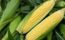 钓鱼玉米素饵料