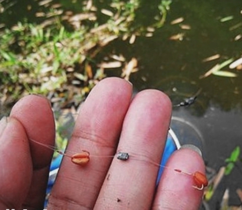 谷麦钓鲤鱼的用饵打窝技巧_WWW.YUJUCEPING.COM