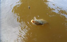 野钓水库抬线找鱼的方法