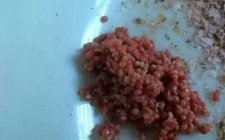 黑坑馍蘸酱和蘸麻团钓鲤鱼