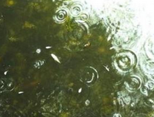 秋天雨前锚鱼技巧_WWW.YUJUCEPING.COM
