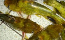 夏天钓黄颡鱼串钩技巧分享