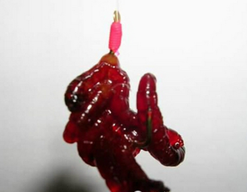 秋天钓鱼红虫的使用技巧_WWW.YUJUCEPING.COM