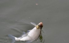 秋天钓鳊鱼的时间