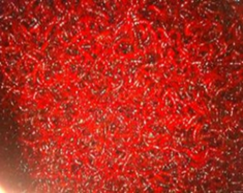 秋天野钓上鱼杀手红虫饵料_WWW.YUJUCEPING.COM