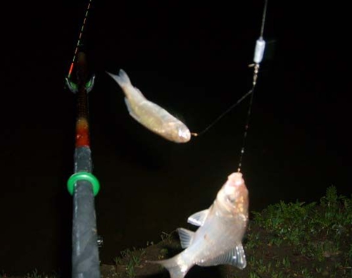 秋天夜钓河溪鱼的技巧_WWW.YUJUCEPING.COM
