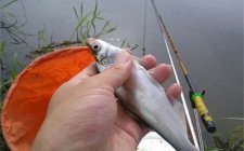 夏天湖库手竿钓翘嘴教程