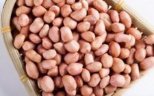 蚕豆花生粉饵料