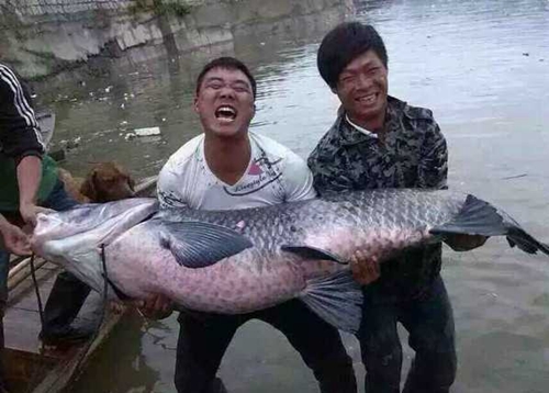 钓大青鱼海竿钓技巧_WWW.YUJUCEPING.COM