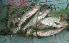 初秋钓鲢鳙的技巧