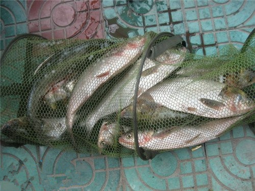 初秋钓鲢鳙的技巧_WWW.YUJUCEPING.COM