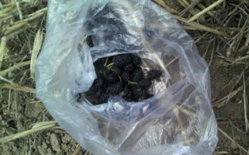 水库钓鳊鱼用什么饵料_WWW.YUJUCEPING.COM