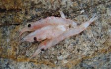 河流手竿钓鲶鱼饵料技巧