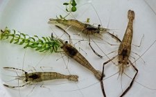 秋天野钓用饵技巧