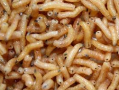 花生蛆虫饵料配方_WWW.YUJUCEPING.COM