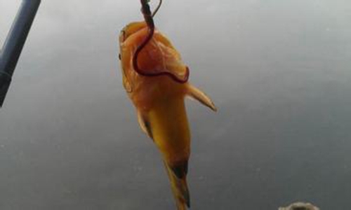 怎么在河流中钓黄颡鱼方法_WWW.YUJUCEPING.COM