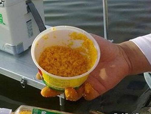 秋天玉米粒配面包虫钓鱼大草鱼_WWW.YUJUCEPING.COM