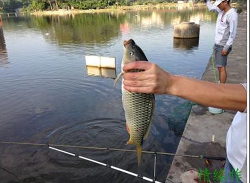 夏天鱼塘手竿钓鲢鳙鱼技巧_WWW.YUJUCEPING.COM