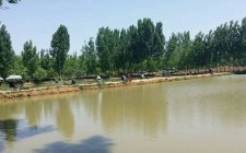拉饵粘颗粒黑坑钓滑鱼图解