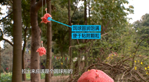拉饵粘颗粒黑坑钓滑鱼图解_WWW.YUJUCEPING.COM