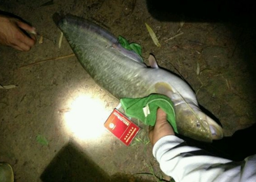 夜钓鲶鱼需要掌握的几个钓法_WWW.YUJUCEPING.COM